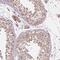 DNA-directed RNA polymerase III subunit RPC6 antibody, NBP2-47327, Novus Biologicals, Immunohistochemistry frozen image 