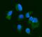 F11 Receptor antibody, A02068-3, Boster Biological Technology, Immunofluorescence image 