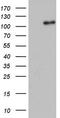 GLI Family Zinc Finger 1 antibody, LS-C338803, Lifespan Biosciences, Western Blot image 