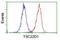 TSC22 Domain Family Member 1 antibody, NBP2-46238, Novus Biologicals, Flow Cytometry image 