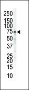 EPH Receptor A5 antibody, 63-044, ProSci, Western Blot image 