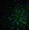 Reticulon 4 antibody, GTX85447, GeneTex, Immunohistochemistry paraffin image 