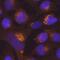 Transmembrane Protein 59 antibody, MAB9118, R&D Systems, Immunocytochemistry image 