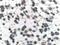 Presenilin 1 antibody, 20434-1-AP, Proteintech Group, Immunohistochemistry paraffin image 