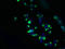 Transmembrane Protein 63A antibody, LS-C376884, Lifespan Biosciences, Immunofluorescence image 