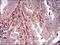 p38 antibody, NBP2-37312, Novus Biologicals, Immunohistochemistry frozen image 