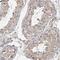 Tetratricopeptide Repeat Domain 39A antibody, PA5-55767, Invitrogen Antibodies, Immunohistochemistry frozen image 