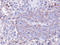 Serine/threonine-protein phosphatase PP1-gamma catalytic subunit antibody, LS-C185715, Lifespan Biosciences, Immunohistochemistry frozen image 