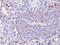 Protein Phosphatase 1 Catalytic Subunit Gamma antibody, LS-C185715, Lifespan Biosciences, Immunohistochemistry frozen image 