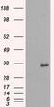NIMA Related Kinase 6 antibody, GTX84056, GeneTex, Western Blot image 