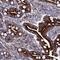 Wnt Family Member 8A antibody, NBP1-86853, Novus Biologicals, Immunohistochemistry frozen image 