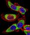 Y-Box Binding Protein 1 antibody, GTX81909, GeneTex, Immunofluorescence image 