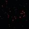 Presenilin Associated Rhomboid Like antibody, orb94384, Biorbyt, Immunocytochemistry image 