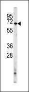 Phosphodiesterase 8A antibody, LS-C98199, Lifespan Biosciences, Western Blot image 