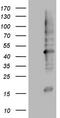 Mechanistic Target Of Rapamycin Kinase antibody, LS-C790716, Lifespan Biosciences, Western Blot image 