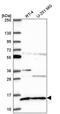 Glutaredoxin 5 antibody, PA5-66626, Invitrogen Antibodies, Western Blot image 