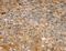TBC1 Domain Family Member 21 antibody, MBS2516873, MyBioSource, Immunohistochemistry frozen image 