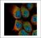 Ubiquitin Associated And SH3 Domain Containing B antibody, PA5-78609, Invitrogen Antibodies, Immunofluorescence image 