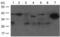 Insulin Like Growth Factor Binding Protein 3 antibody, TA323616, Origene, Western Blot image 