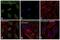 Histone Cluster 1 H2B Family Member B antibody, PA5-17779, Invitrogen Antibodies, Immunofluorescence image 
