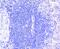 RB Transcriptional Corepressor 1 antibody, A00039-1, Boster Biological Technology, Immunohistochemistry frozen image 