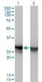 High Mobility Group Box 1 antibody, H00003146-M08, Novus Biologicals, Western Blot image 