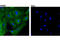 Intercellular Adhesion Molecule 2 antibody, 13355S, Cell Signaling Technology, Immunocytochemistry image 