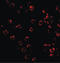 Tripartite Motif Containing 25 antibody, LS-C34739, Lifespan Biosciences, Immunofluorescence image 