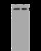 Protein Kinase C Substrate 80K-H antibody, 202034-T40, Sino Biological, Western Blot image 