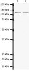 Ring Finger Protein 20 antibody, PA5-19597, Invitrogen Antibodies, Western Blot image 