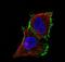 Claudin 1 antibody, NBP2-61630, Novus Biologicals, Immunofluorescence image 