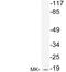 Midkine antibody, LS-C199924, Lifespan Biosciences, Western Blot image 