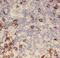 FACT complex subunit SPT16 antibody, FNab08394, FineTest, Immunohistochemistry frozen image 