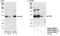 Nibrin antibody, NB100-60654, Novus Biologicals, Western Blot image 