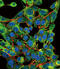 Proteasome Subunit Beta 1 antibody, abx034134, Abbexa, Flow Cytometry image 