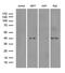 DnaJ Heat Shock Protein Family (Hsp40) Member B5 antibody, MA5-27373, Invitrogen Antibodies, Western Blot image 