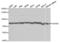 Heat Shock Protein Family A (Hsp70) Member 8 antibody, LS-C332113, Lifespan Biosciences, Western Blot image 