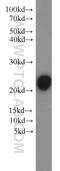 KRAS Proto-Oncogene, GTPase antibody, 12063-1-AP, Proteintech Group, Western Blot image 
