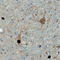 Calcium/calmodulin-dependent protein kinase type 1 antibody, AF7899, R&D Systems, Immunohistochemistry paraffin image 
