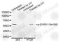 Checkpoint Kinase 1 antibody, AP0017, ABclonal Technology, Western Blot image 