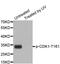 Cyclin Dependent Kinase 1 antibody, abx000105, Abbexa, Western Blot image 