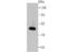 Wnt Family Member 2B antibody, NBP2-75713, Novus Biologicals, Western Blot image 