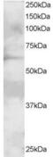 Growth Factor Receptor Bound Protein 7 antibody, STJ70165, St John