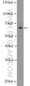 EYA Transcriptional Coactivator And Phosphatase 3 antibody, 21196-1-AP, Proteintech Group, Western Blot image 