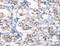 Aryl Hydrocarbon Receptor antibody, LS-C406208, Lifespan Biosciences, Immunohistochemistry paraffin image 