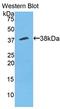 Annexin A5 antibody, LS-C301679, Lifespan Biosciences, Western Blot image 