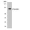 Connector enhancer of kinase suppressor of ras 1 antibody, LS-C291816, Lifespan Biosciences, Western Blot image 