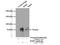 URI1 Prefoldin Like Chaperone antibody, 11277-1-AP, Proteintech Group, Immunoprecipitation image 