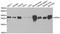 NSF Attachment Protein Gamma antibody, A6432, ABclonal Technology, Western Blot image 