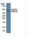 FOS Like 1, AP-1 Transcription Factor Subunit antibody, LS-C696167, Lifespan Biosciences, Western Blot image 